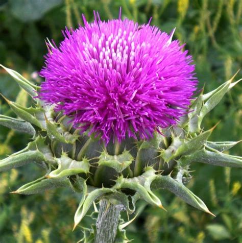 Домашно лекарство за лечение на ставни болки с магарешки бодил - За Жената