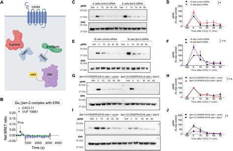 Biased Agonists Of The Chemokine Receptor CXCR3 Differentially Signal