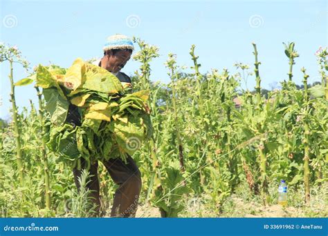 Tobacco Farmers Editorial Photography Image Of Boyolali 33691962