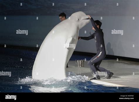 The Two Female Beluga Whales Little White And Little Grey Perform During Their Final