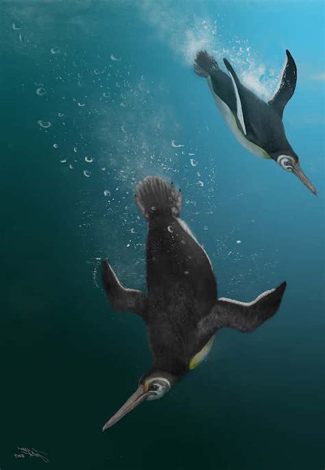 Happy 6ft: ancient penguins were as tall as people. We've discovered ...