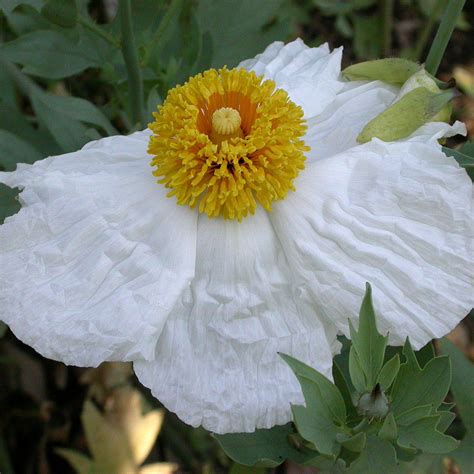 Romneya Coulteri Planter Et Entretenir Pagesjaunes