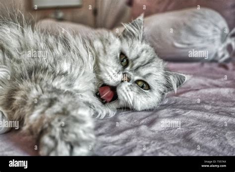 Silver Chinchilla Persian Cat Hi Res Stock Photography And Images Alamy