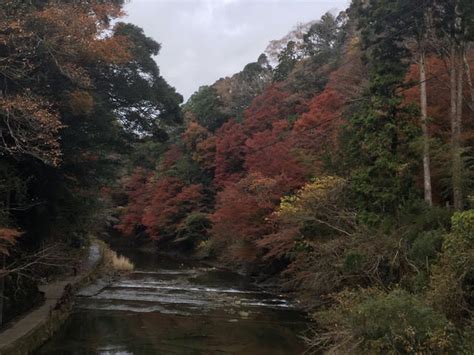 千葉養老渓谷紅葉情報