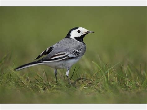 Details White Wagtail Birdguides