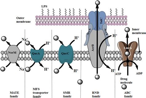 Schematic Diagram Representing Different Types Of Drug Transporters