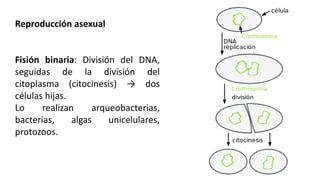 Reproducción asexual PPT
