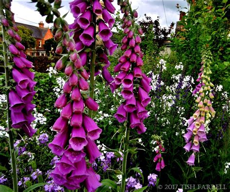 Tonight Over The Garden Wall ~ The Foxglove Garden – Tish Farrell