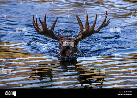 Moose Alces Alces Bull Swimming In Water Baxter State Park Maine