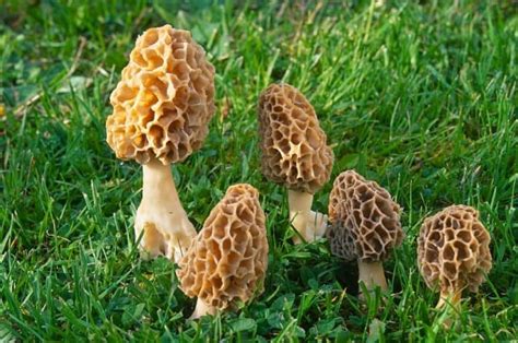 Mushrooms By States Star Mushroom Farms