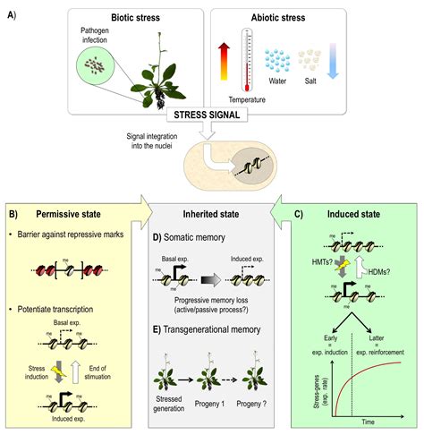 Histone Methylation A Cornerstone For Plant Responses To