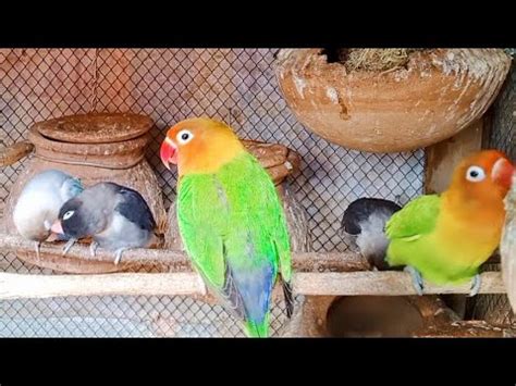 Lovebirds French Kissing Lovebirds Mutation Breeding Setup A Guide