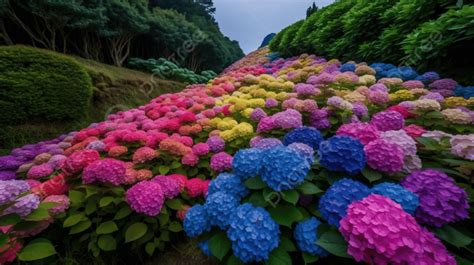 Fondo Hortensias Coloridas En Un Campo Con árboles Detrás Fondo