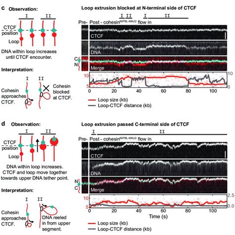 ctcf   dna tension dependent barrier  cohesin mediated dna