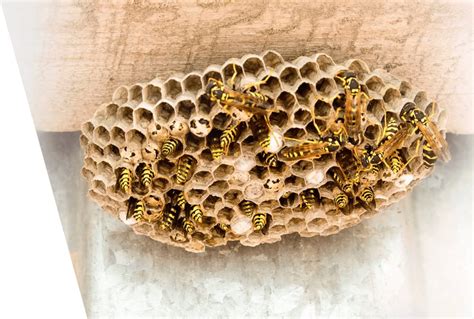 Wasp Nest Removal And Control Wasps Exterminator London