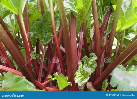 Red Rhubarb Stock Photo Image Of Garden Green Organic 27937762