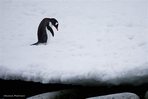 Essential Antarctica Photography Tips: Creative & Practical