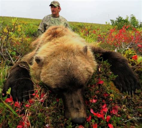 Arctic Grizzly Bear Hunts | Alaska Arctic Adventures