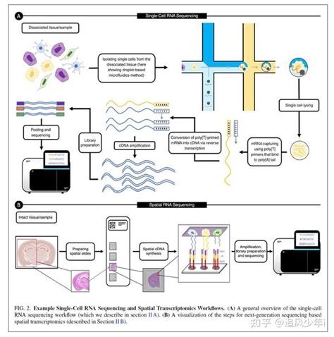 10x空间转录组数据分析梳理 知乎