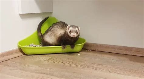 Toilet Training Your Ferret - nickiy.com