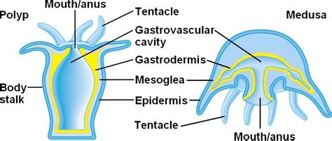 Porifera Digestive System