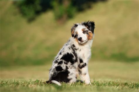 Mini Australian Shepherd Guide. Let’s Meet This Amazing Breed