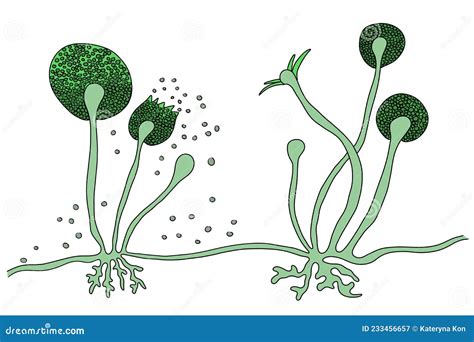 Structure Of Rhizopus Mold Also Known As Bread Mold Stock Illustration