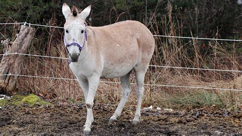 Meet Zelda the zonkey