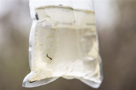 Bay County takes down springtime mosquitos in annual aerial assault ...