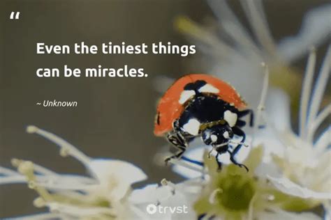 25 Ladybug Quotes Admiring the Tiny Miraculous Beetles (2024)