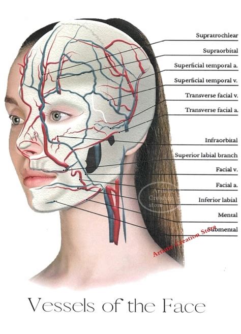 Anatomia Twarzy Plakat Niska Cena Na Allegro Pl