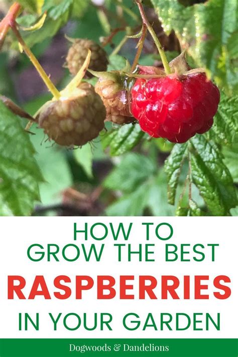 How To Grow Raspberries Growing Raspberries Raspberry Plants Strawberry Garden