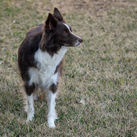 Border Collie Perro Mascota Foto Gratis En Pixabay