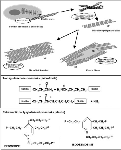 Elastic Fibers Diagram