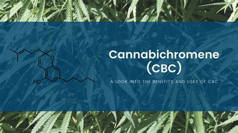 A Look Into The Benefits And Uses Of Cannabichromene Cbc Cbd Global