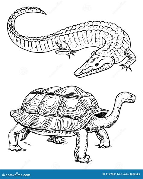 Reptiles And Amphibians Coloring Book 5