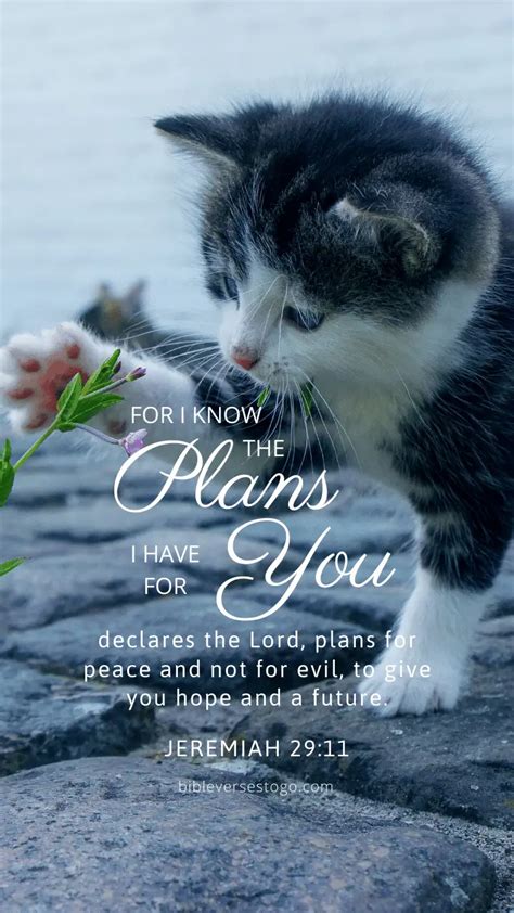 Cat Paw Jer 29 11 Encouraging Bible Verses