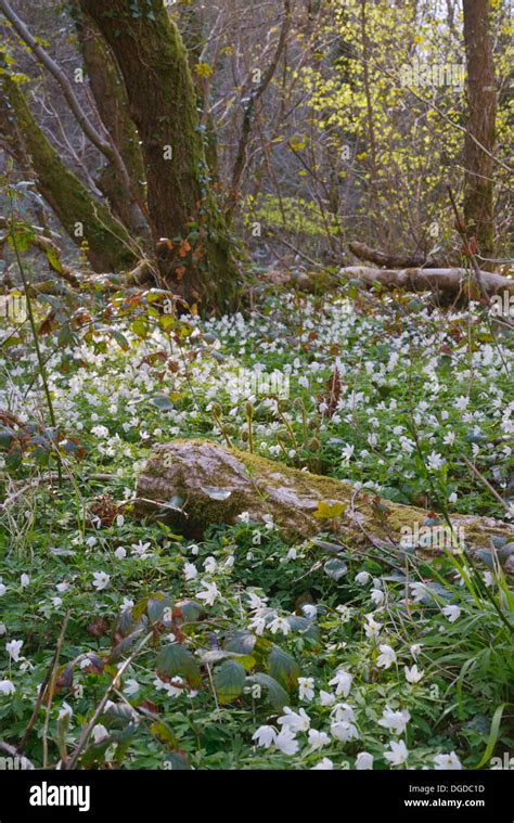 Anemone Nemorosa Holz Anemonen Decken Den Boden Im Alten Wald Mit