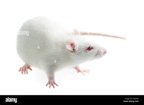 Experimento De Rata Im Genes Recortadas De Stock Alamy