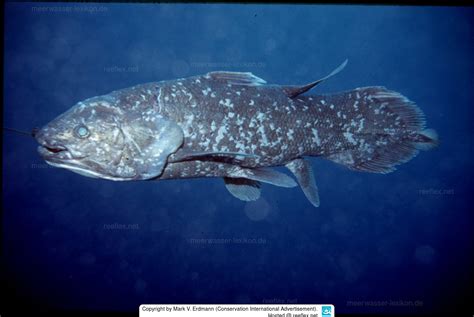 Latimeria menadoensis Sulawesi coelacanth