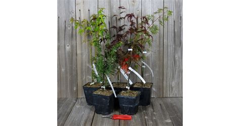 Erables du Japon Acer palmatum Lot de 10 plants Variétés au choix