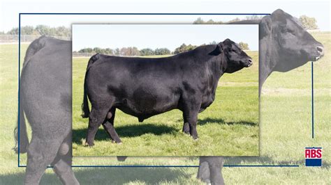 Top 5 Angus Bulls Abs Global Us