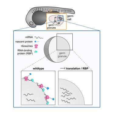 Spatial Organization And Function Of Rna Molecules Within Phase