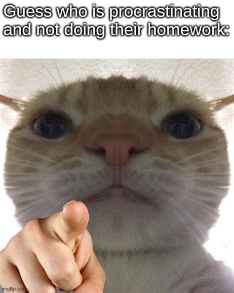 Cat point at you Memes - Imgflip