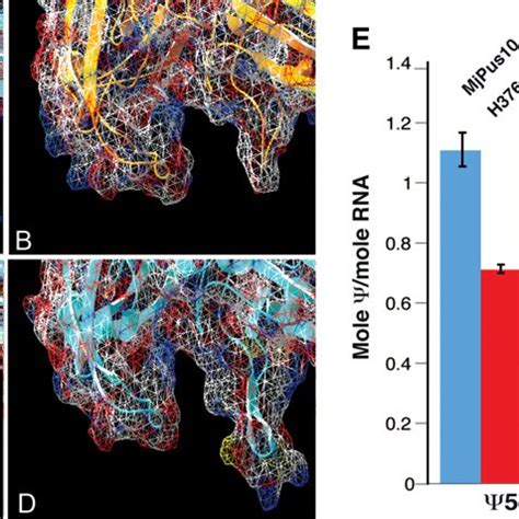 Certain Thumb Loop And N Terminal Cys Residues Are Important For In