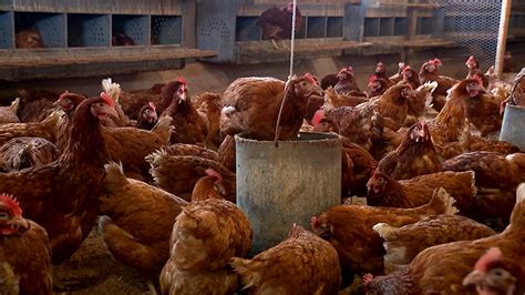 Poultry Farmers Keep Losing Thousands Of Their Birds Due To The Avian Influenza