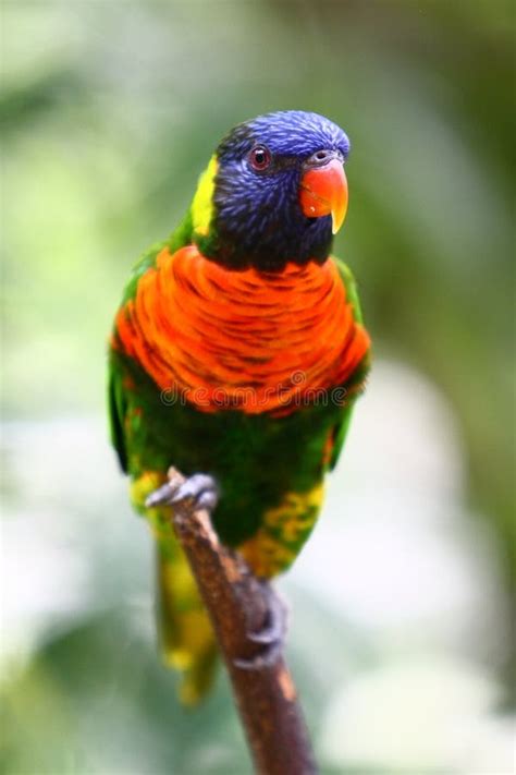 Rainbow Lorikeet Stock Image Image Of Lori Cute Bill 20791201