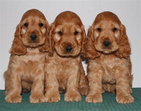 Cocker Spaniel Inglês Mini - Cocker Spaniel Inglês: Características, Cores, Preto, Mini e Fotos ...