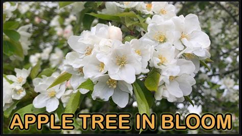 Apple Tree In Our Back Garden In Bloom Youtube