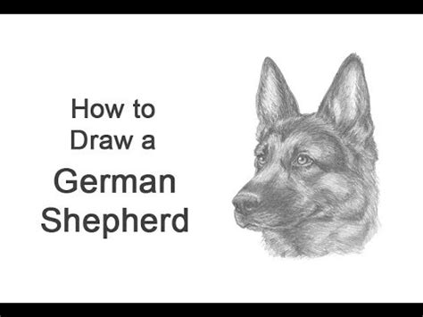 Fabulous Info About How To Draw A German Shepherd Head - Soundtwo